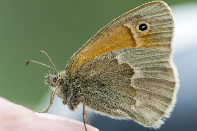 Common Ringlet _7MK5427.jpg