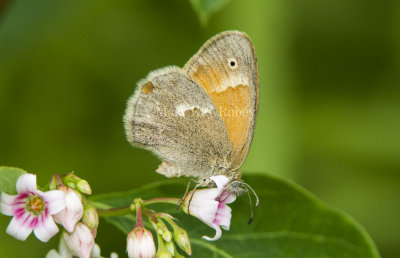 Common Ringlet _7MK5993.jpg