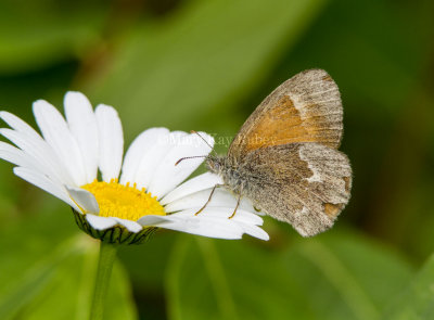 Common Ringlet _7MK5870.jpg