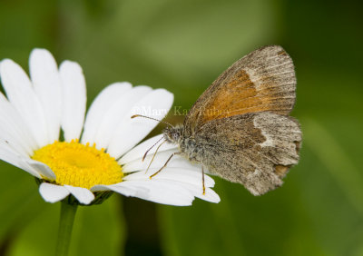 Common Ringlet _7MK5875.jpg