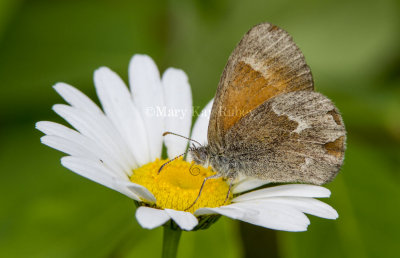 Common Ringlet _7MK5882.jpg