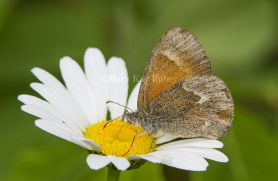 Common Ringlet _7MK5885.jpg