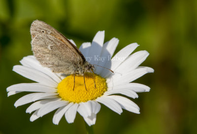 Common Ringlet _7MK4951.jpg