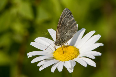 Common Ringlet _7MK4957.jpg