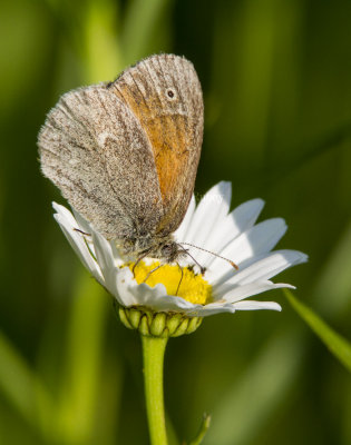 Common Ringlet _7MK4974.jpg