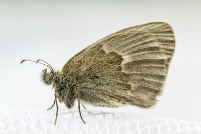 Common Ringlet _7MK5487.jpg