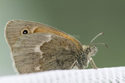 Common Ringlet _7MK5433.jpg