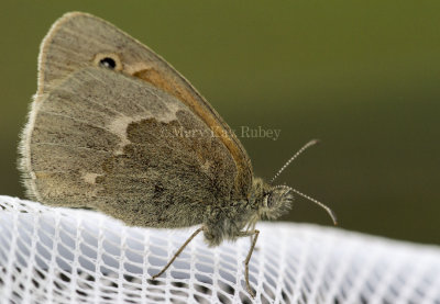 Common Ringlet _7MK5438.jpg