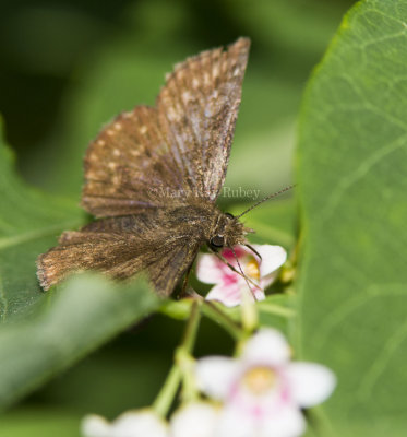 Dreamy Duskywing _7MK4755.jpg