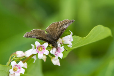 Dreamy Duskywing _7MK4861.jpg