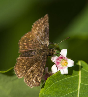 Dreamy Duskywing _7MK5040.jpg