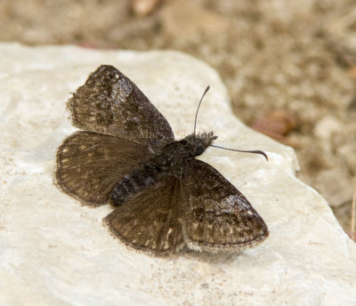 Dreamy Duskywing _7MK5849.jpg