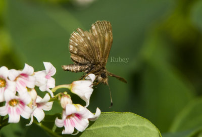 Dreamy Duskywing _7MK6722.jpg