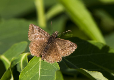 Dreamy Duskywing _7MK7060.jpg