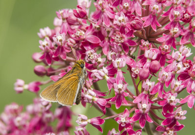 Two-spotted Skipper (Euphyes bimacula)