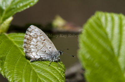 $ Spring Azure _7MK6676.jpg