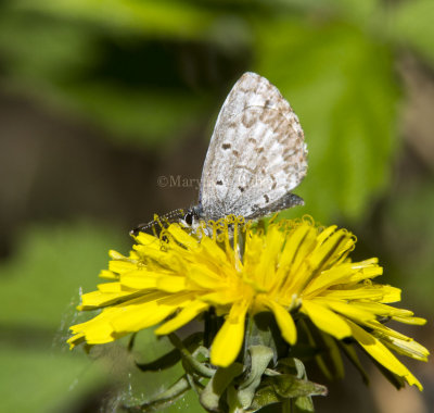 Spring Azure _7MK6632.jpg