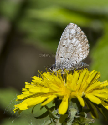 Spring Azure _7MK6634.jpg