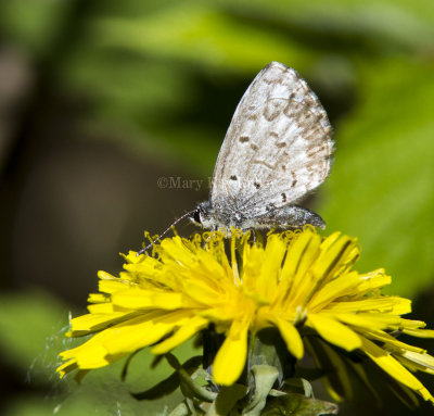 Spring Azure _7MK6635.jpg