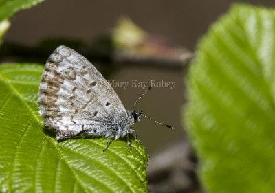 Spring Azure _7MK6670.jpg