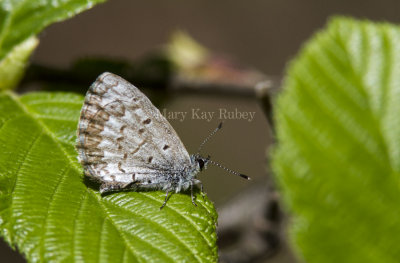 Spring Azure _7MK6672.jpg