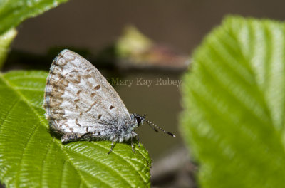 Spring Azure _7MK6674.jpg