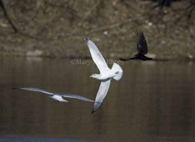 Crow pursuing gull _S9S3551.jpg