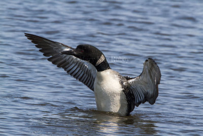 COMMON LOONS (Gavia immer)
