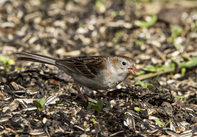 Field Sparrow _MKR2998.jpg