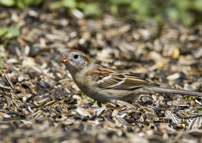 Field Sparrow _MKR3338.jpg