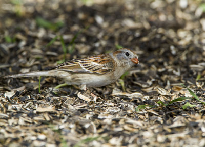 Field Sparrow _MKR3398.jpg