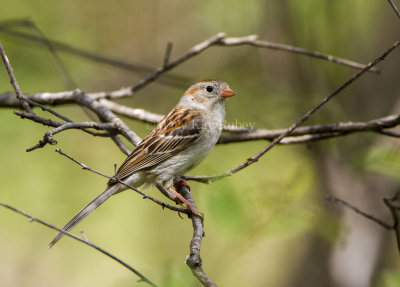 Field Sparrow _MKR4785.jpg