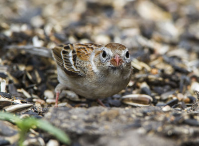 Field Sparrow _MKR4837.jpg