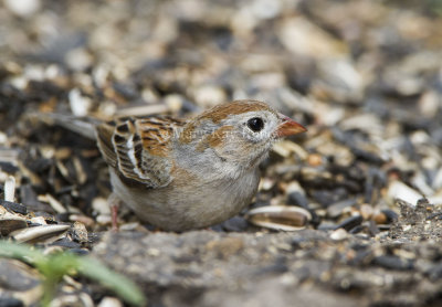 Field Sparrow _MKR4840.jpg
