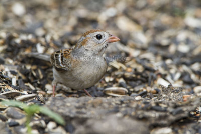 Field Sparrow _MKR4844.jpg