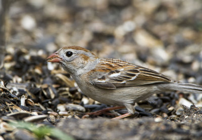 Field Sparrow _MKR4846.jpg