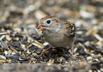 Field Sparrow _MKR4852.jpg