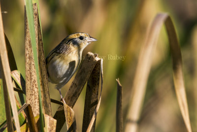 3 LeConte's Sparrow juvenile _7MK6308.jpg