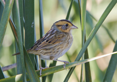 NELSON'S SPARROWS (Ammodramus nelsoni)