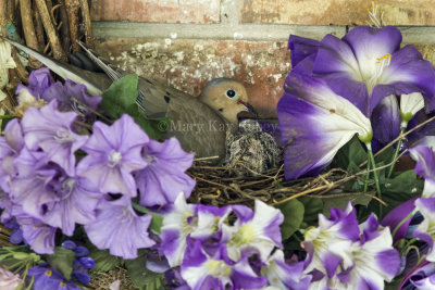 Mourning Dove chick in nest _7MK9125.jpg