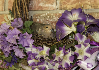 Mourning Dove nesting _7MK9064.jpg