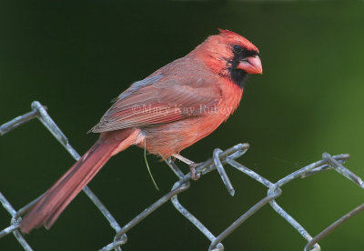 Northern Cardinal D4EC2168.jpg