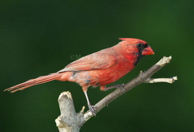 Northern Cardinal D4EC3997.jpg