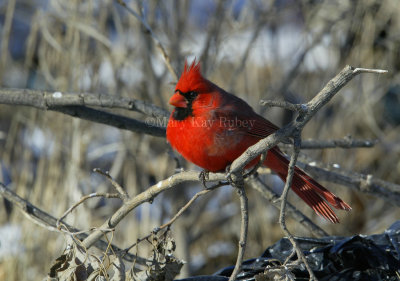 Northern Cardinal D4EC6152.jpg