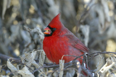 Northern Cardinal D4EC6241.jpg