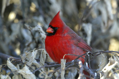 Northern Cardinal D4EC6258.jpg