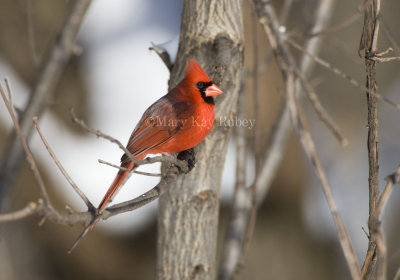 Northern Cardinal _11R1795.jpg