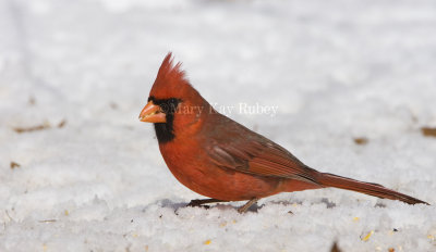 Northern Cardinal _11R1828.jpg