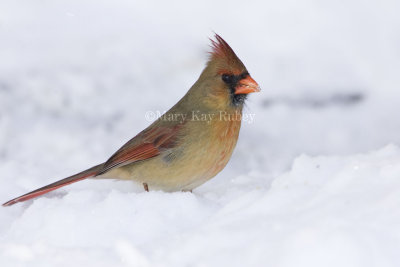 Northern Cardinal _H9G0461.jpg