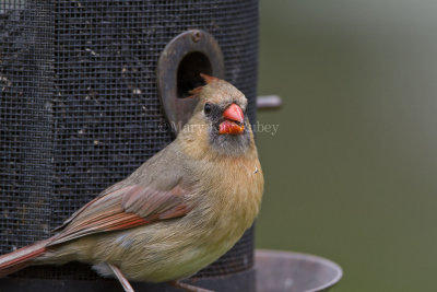 Northern Cardinal female _MG_2137.jpg